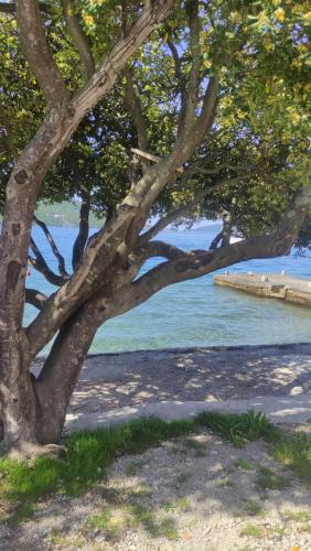a tree in front of a body of water at Woodpecker Backpacker Hostel in Herceg-Novi