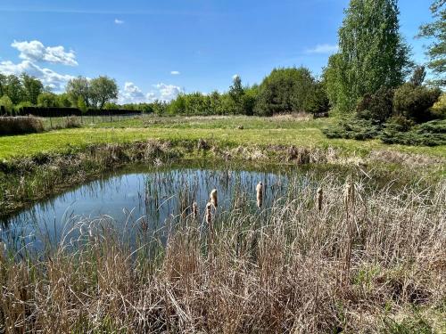 a small pond in a field with tall grass at Villa Otolice obok Łowicza, 6 sypialni, basen, sauna, snooker, 50 minut od Warszawy i Łodzi in Łowicz