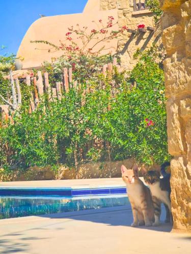 Κατοικίδιο ή κατοικίδια επισκεπτών που μένουν στο Tunis village Rural Lakeside Villa, No Mixed Groups