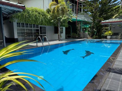 two dolphins swimming in a swimming pool at Avon Villa in Hikkaduwa