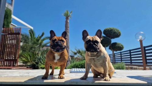 two dogs are sitting next to each other at Villa Belissima Vista Mare in Selce