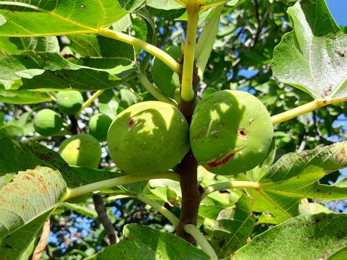 a bunch of green apples growing on a tree at Zavičajna kuća Šakota - Kozice in Stolac