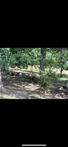 Φυσικό τοπίο κοντά σε αυτή η εξοχική κατοικία