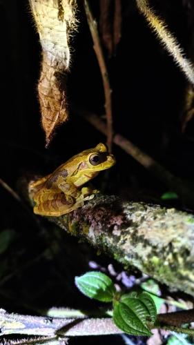 a frog sitting on top of a branch at Boca Tapada Inn in Boca Tapada