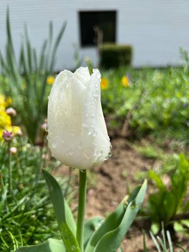 a white flower with raindrops on it in a garden at Карпатська Модрина in Kosiv