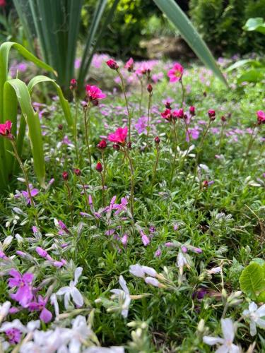 a garden with pink and white flowers in the grass at Карпатська Модрина in Kosiv