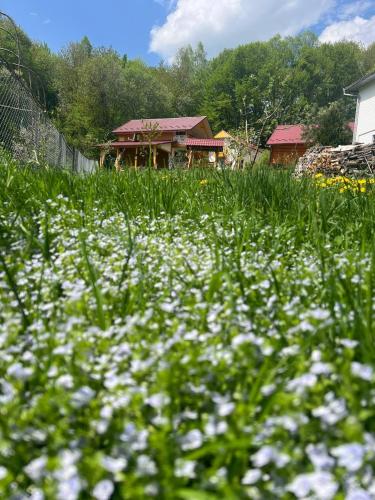 a field of white flowers in front of a house at Карпатська Модрина in Kosiv