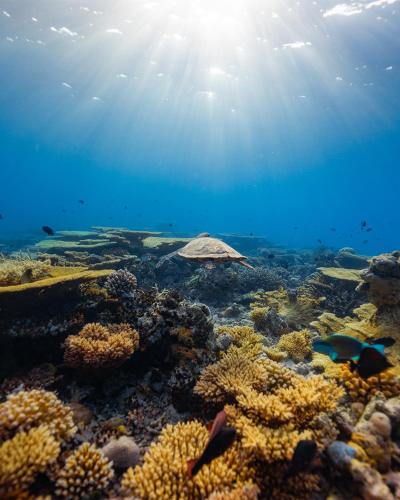 a coral reef with the sun in the ocean at Bibee Surf in Thulusdhoo