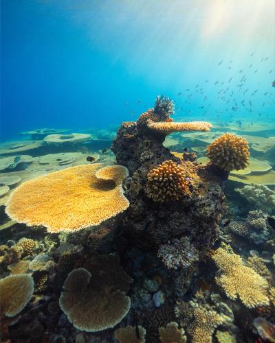 a coral reef with fish in the water at Bibee Surf in Thulusdhoo