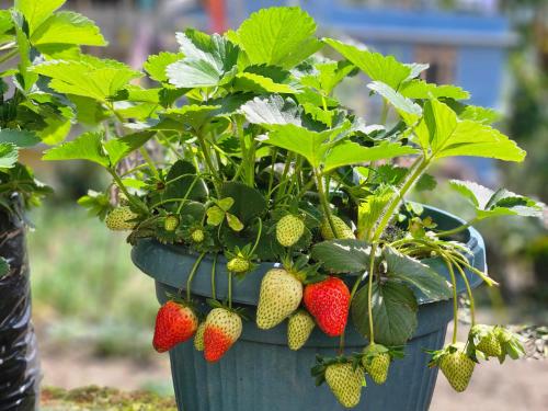 a pot full of strawberries in a garden at The Bliss Homestay in Gangtok