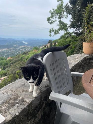 a black and white cat standing on a rock next to a chair at La villa Haute in Cabris