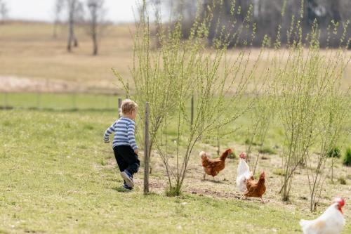 a young boy running in a field with chickens at Sunnhof in Oberhofen am Irrsee