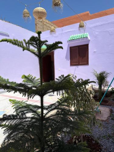a pine tree in front of a house with a window at Agréable maison près de la plage in Aglou