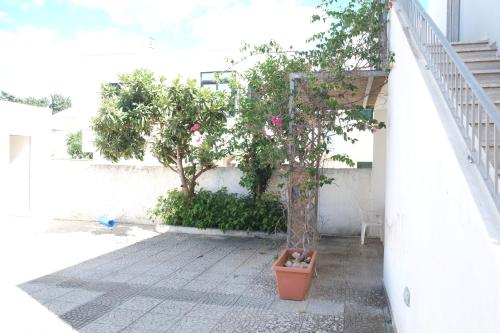 a small tree in a pot next to a wall at Case al mare in Salento - bilocale B8 in Marina di Leuca