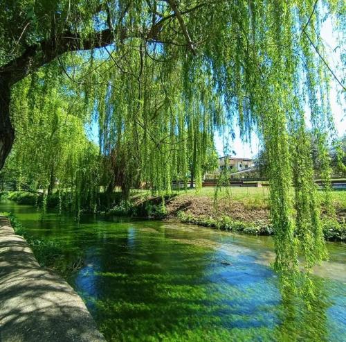 a tree hanging over a river with green water at Bella di notte in San Giorgio a Liri