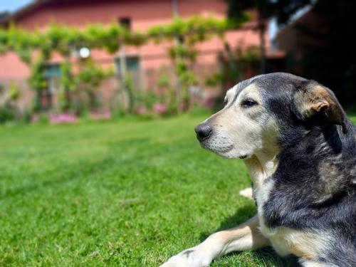 a dog laying on the grass in the yard at Bella di notte in San Giorgio a Liri