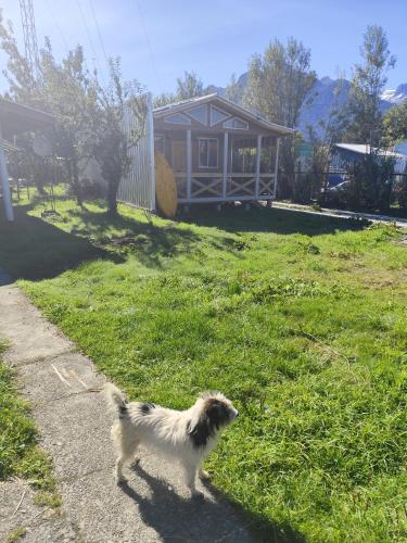 a dog standing in the grass near a house at Ecohpirén in Hornopiren