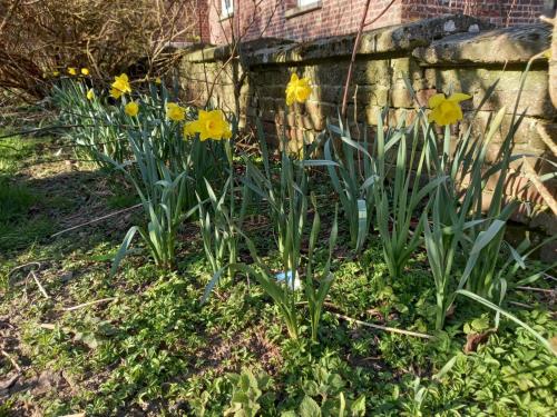 a bunch of yellow daffodils in a garden at Déconnectez-vous parmi les animaux dans une étable in Oxelaere