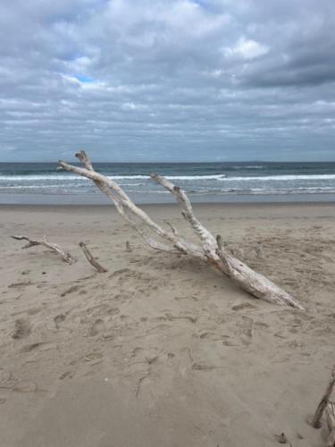 a tree branch on a sandy beach with the ocean at Araluen, Esplanade, Caloundra in Caloundra