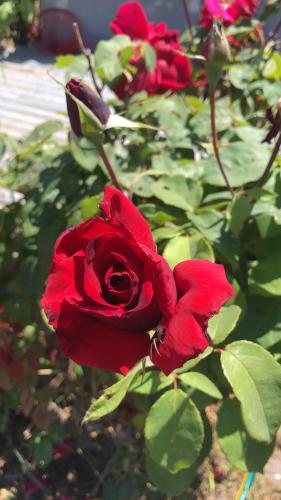 a close up of a red rose in a garden at Heu’s Monte in Odemira
