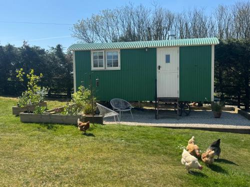 a group of chickens walking around a green shed at Toms Hut and Robins Rest Shepherd Huts near Wadebridge in Wadebridge
