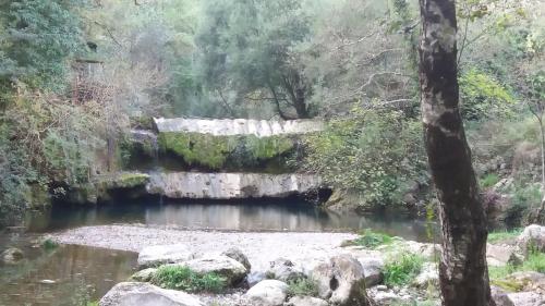 a river in the middle of a forest at B&B IL VECCHIO GELSO in Palinuro