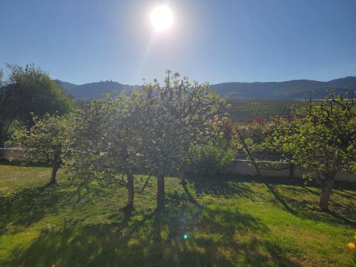 an apple tree in a yard with the sun in the background at Studio aux pieds des vignes in Eguisheim