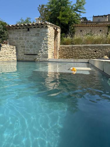 a yellow dog swimming in a pool of water at Coudignac 1891 in Lagnes