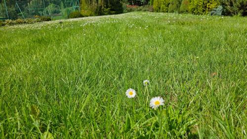 two flowers in the grass in a field at Villa Romana Mazury in Jeziorowskie