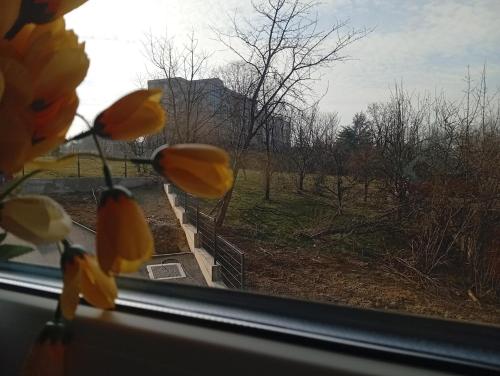 Fotografie z fotogalerie ubytování Apartman Nera v destinaci Gradačac