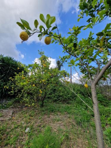 an orange tree in an orchard at Stefanos Garden in Arménoi