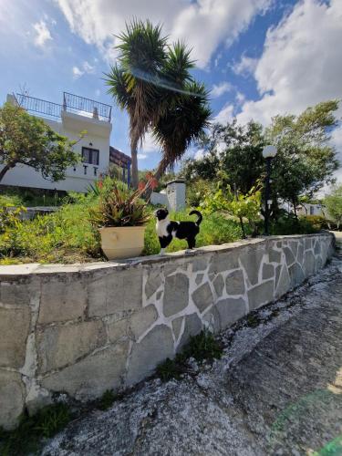 a black and white cat sitting on a stone wall at Stefanos Garden in Arménoi
