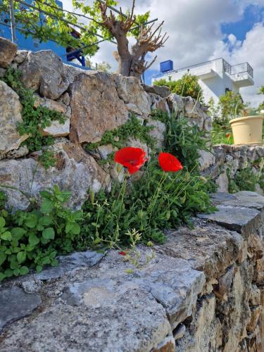 two red flowers sitting on a stone wall at Stefanos Garden in Arménoi
