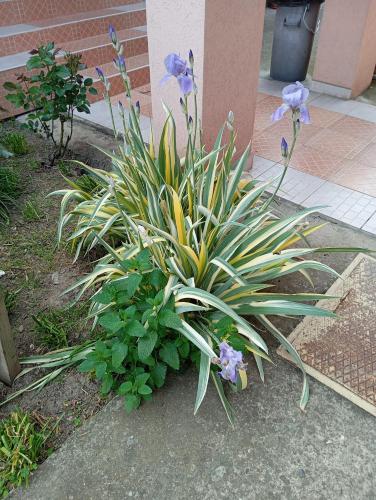 a plant with purple flowers in a garden at Milica Apartmani in Vrdnik