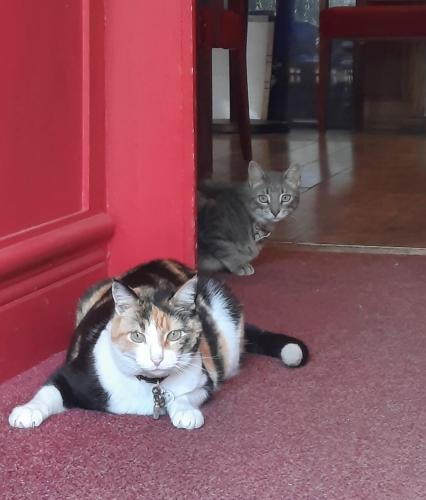 two cats laying on the floor next to a red wall at Arnaud Bernard Hôtel in Toulouse
