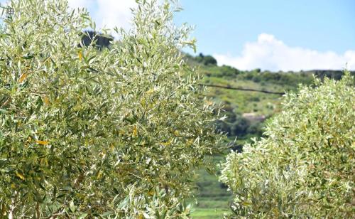 two rows of olive trees in a field at Les Oliviers Villa with Sea view on Petani Beach in Vovikes