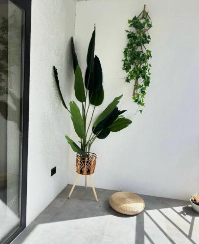 a plant in a basket on a stand in a room at Квартиры под соснами in Cholpon-Ata