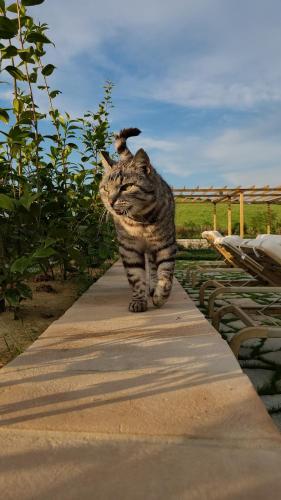 a cat walking down a sidewalk at La Torre sulla via Francigena in Gambassi Terme