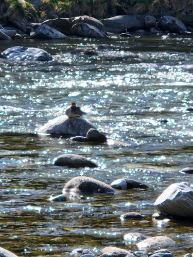 a person sitting on a rock in the water at B&B Osteria Morganti in Someo