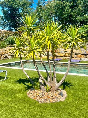 Quelques palmiers dans une cour dans l'établissement Villa Largo l Pool & Beachside l Shellter Rentals, à Grimaud