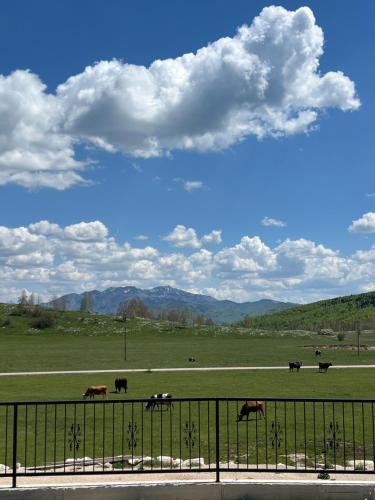 a group of horses in a field behind a fence at Piva Paradise in Pluzine