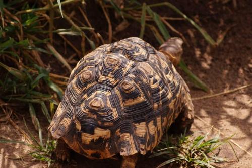 a tortoise is walking on the ground at Safi House in Boma la Ngombe