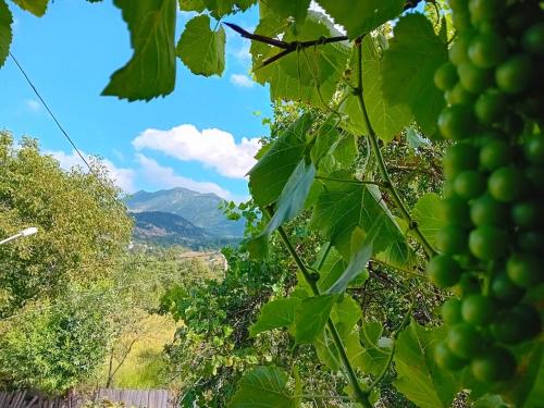 a close up of a bunch of grapes on a tree at Еко дом с верандой с видом на горы in Borjomi