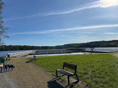 a park with benches and a dog walking by the water at Gryfne Kaszuby in Kamienica Królewska