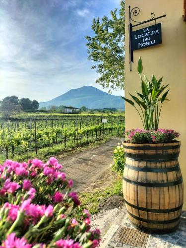 a barrel with flowers in front of a vineyard at Vesuvio Inn Guest House e Wine Experience in Boscotrecase