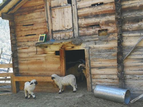 three sheep standing inside of a wooden cabin at Lonys Wanderlust Nahe Zermatt in Sankt Niklaus