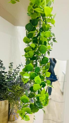 a plant with green leaves on a wall at Gevihome in Capua