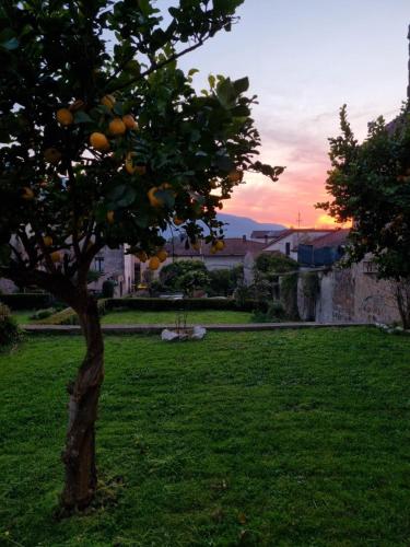 an orange tree in a field with the sunset in the background at LIMO to Host in Roccaromana