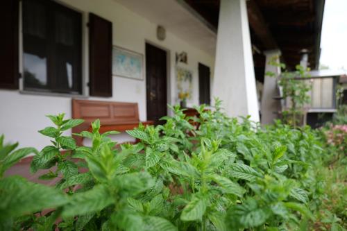 a bunch of green plants in front of a house at B&b Ponte Pietra in Massazza