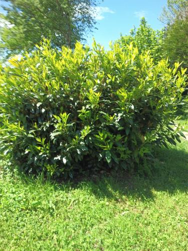 a large green bush with white flowers on the grass at Le Mont Poupet au domaine de Tara in LʼHôpital-du-Grosbois